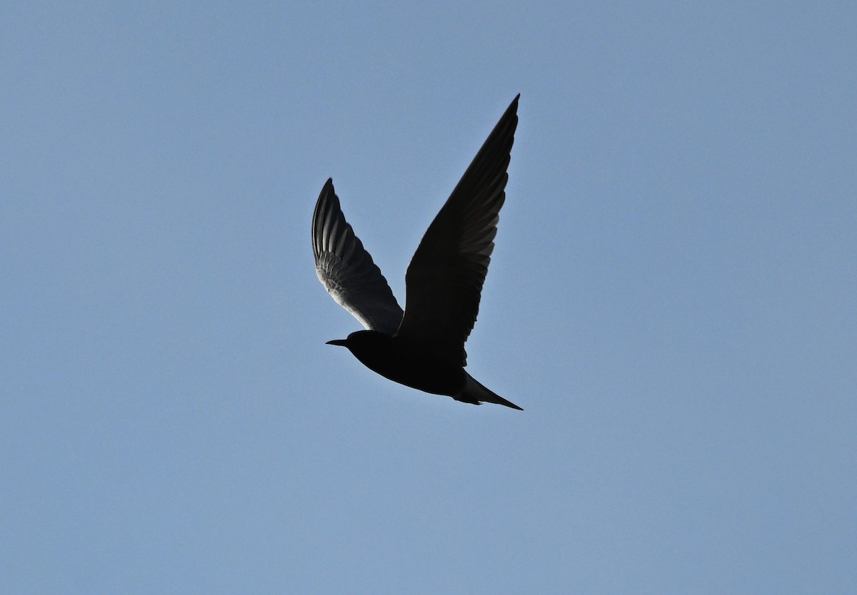 Black Tern - ML619146074