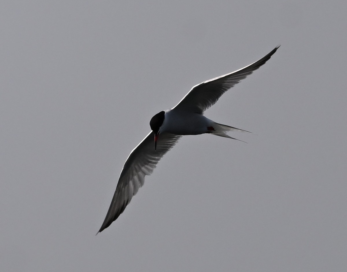 Common Tern - ML619146103