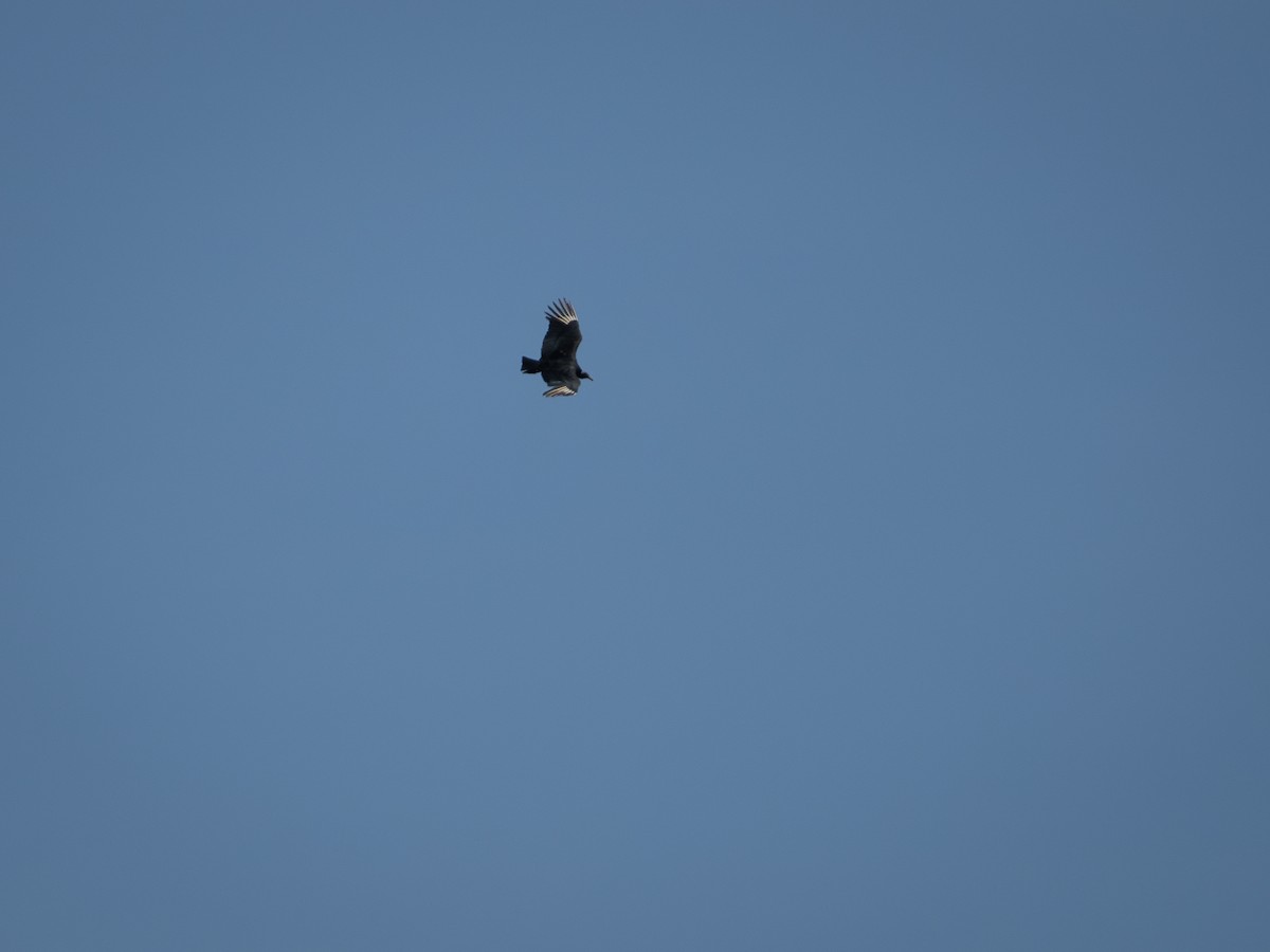 Black Vulture - ML619146145