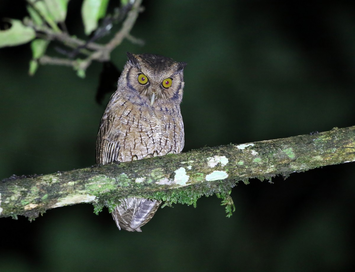 Tawny-bellied Screech-Owl (Austral) - ML619146163
