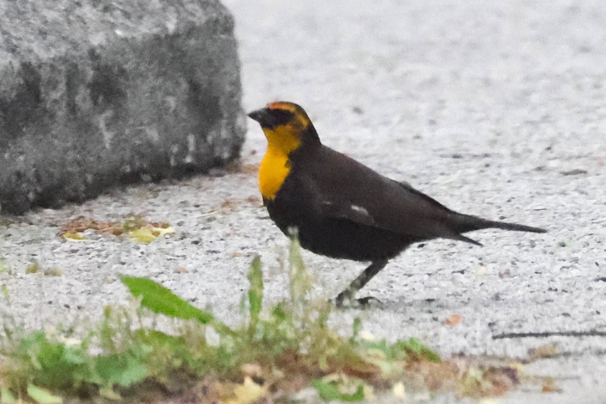 Yellow-headed Blackbird - ML619146183