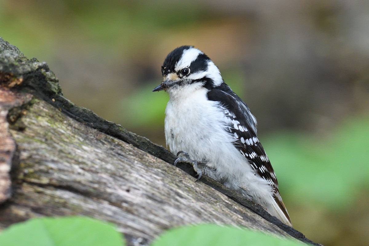 Downy Woodpecker (Eastern) - ML619146223