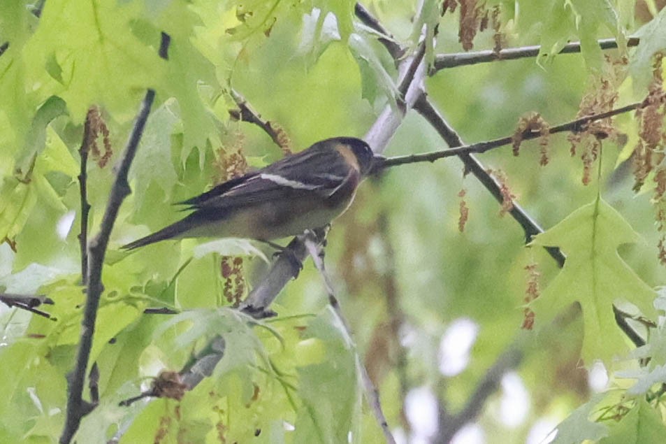 Bay-breasted Warbler - ML619146252