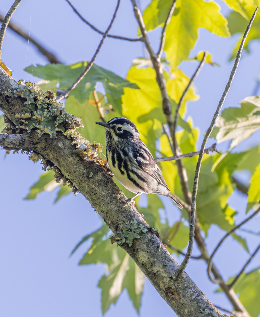 Black-and-white Warbler - ML619146273