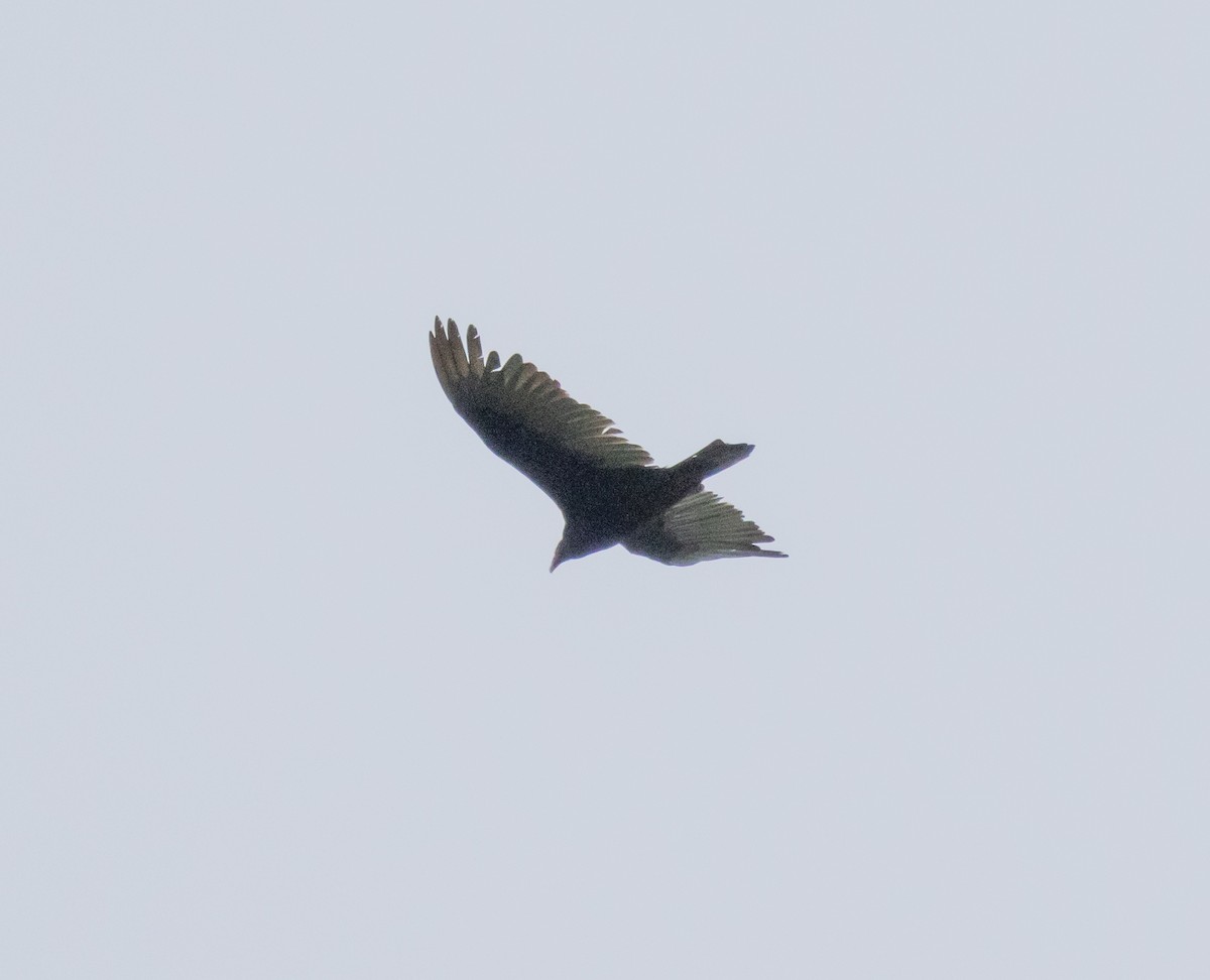 Turkey Vulture - ML619146274