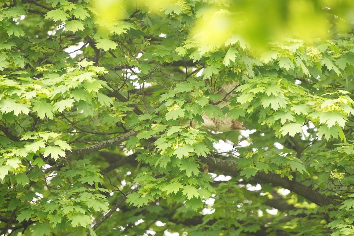 káně rudochvostá (ssp. borealis) - ML619146282