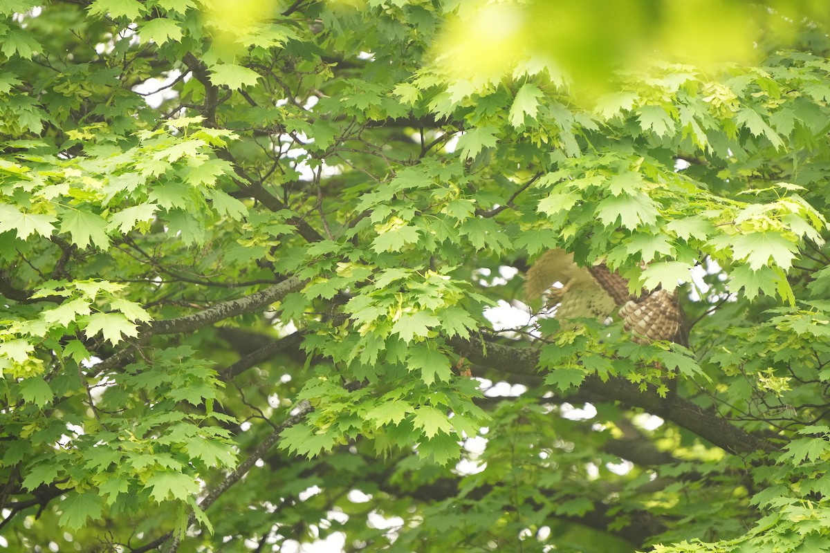 káně rudochvostá (ssp. borealis) - ML619146283