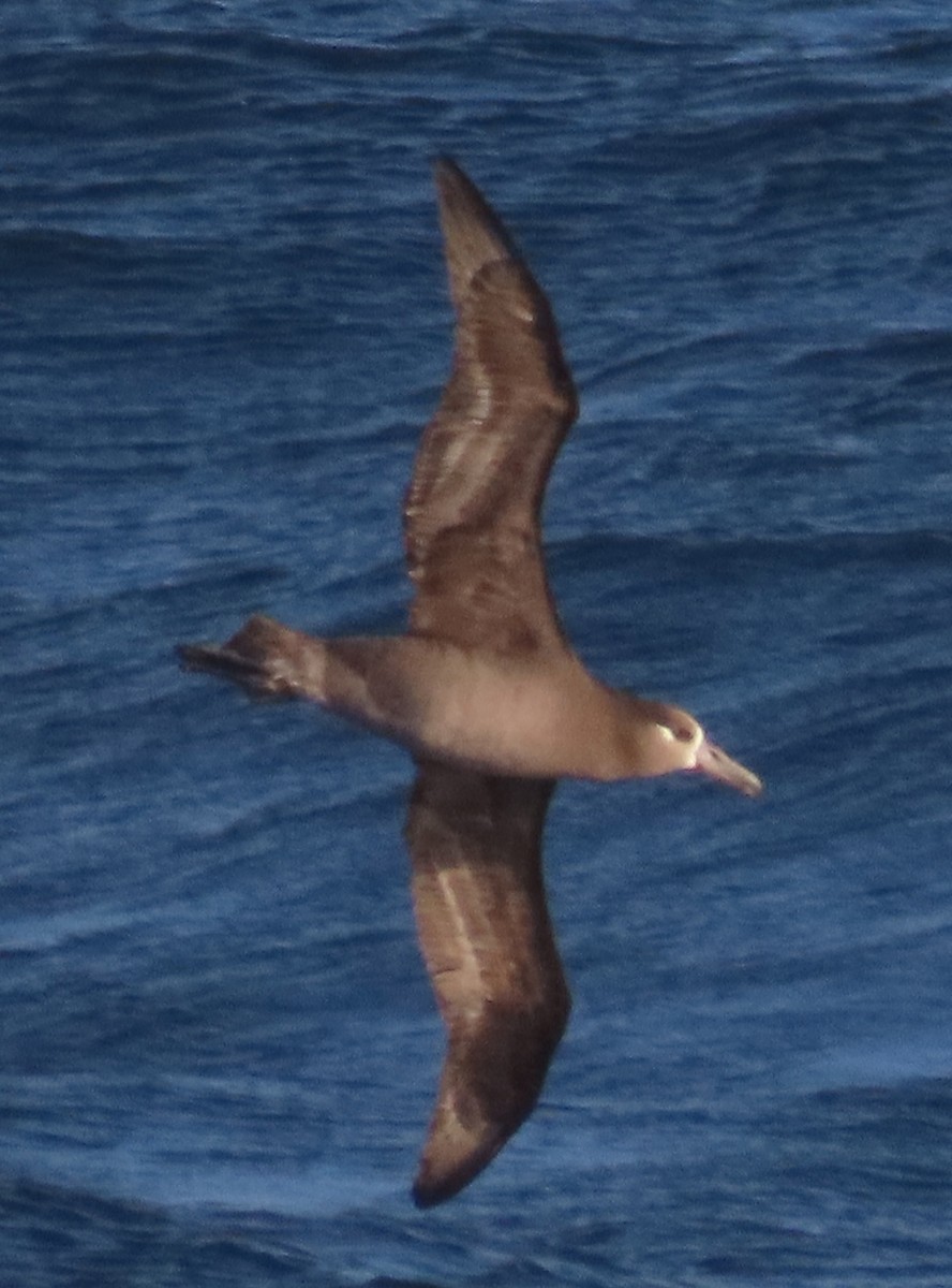 Черноногий альбатрос - ML619146289