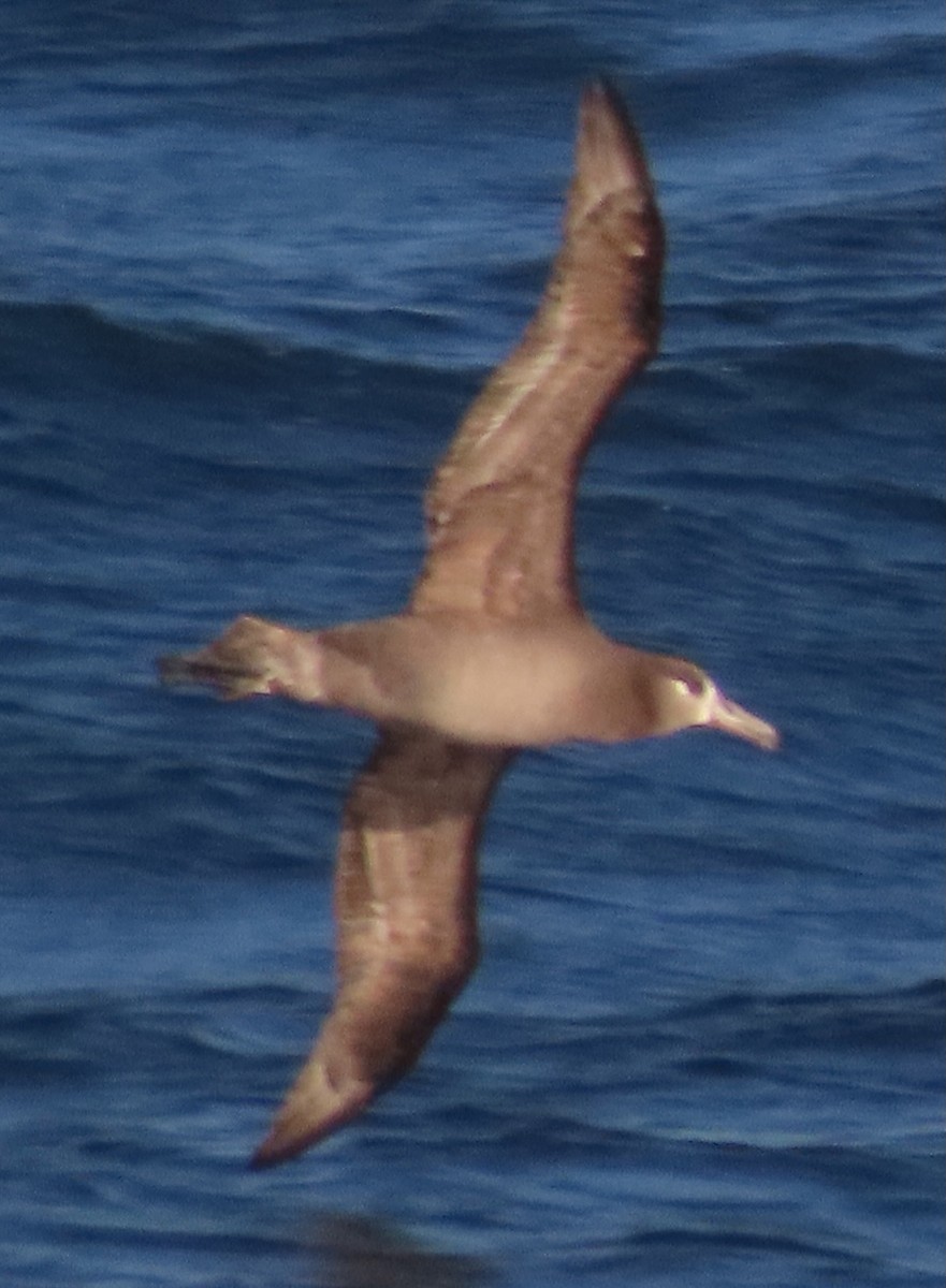 Черноногий альбатрос - ML619146291