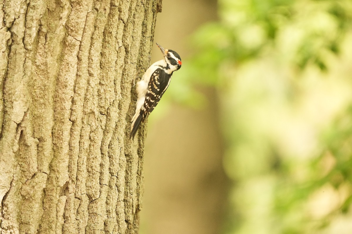 Hairy Woodpecker (Eastern) - ML619146298