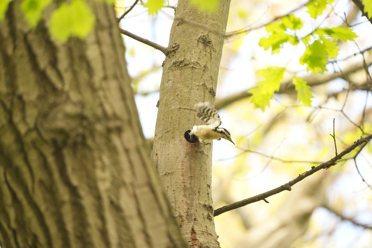 Hairy Woodpecker (Eastern) - ML619146301
