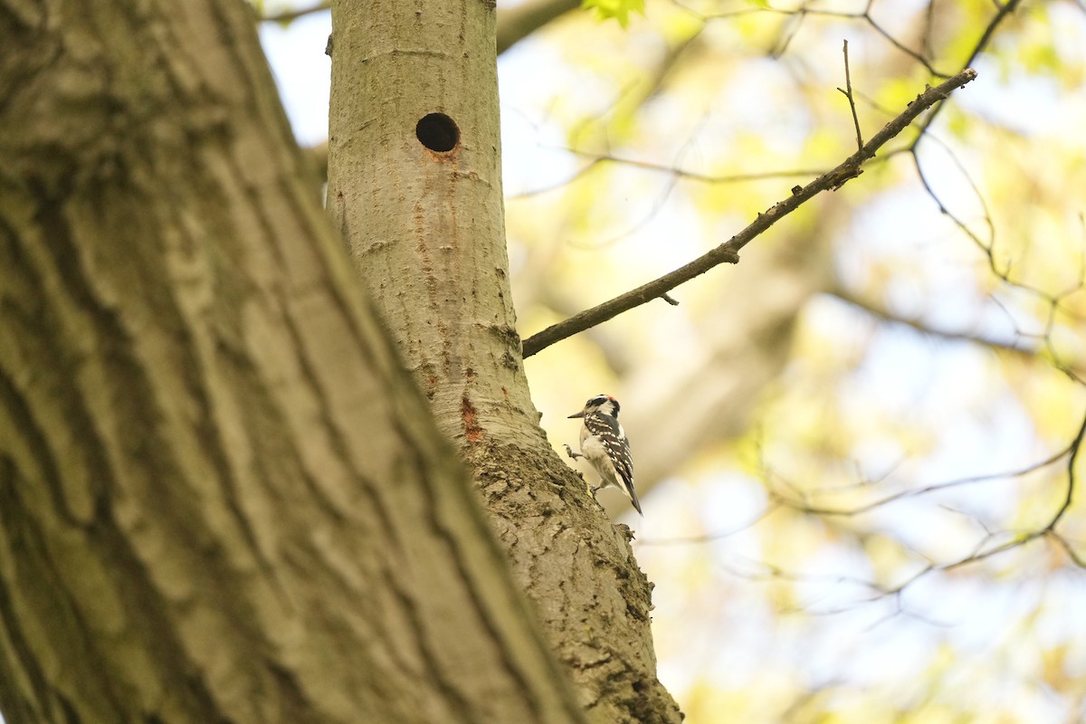 Hairy Woodpecker (Eastern) - ML619146302