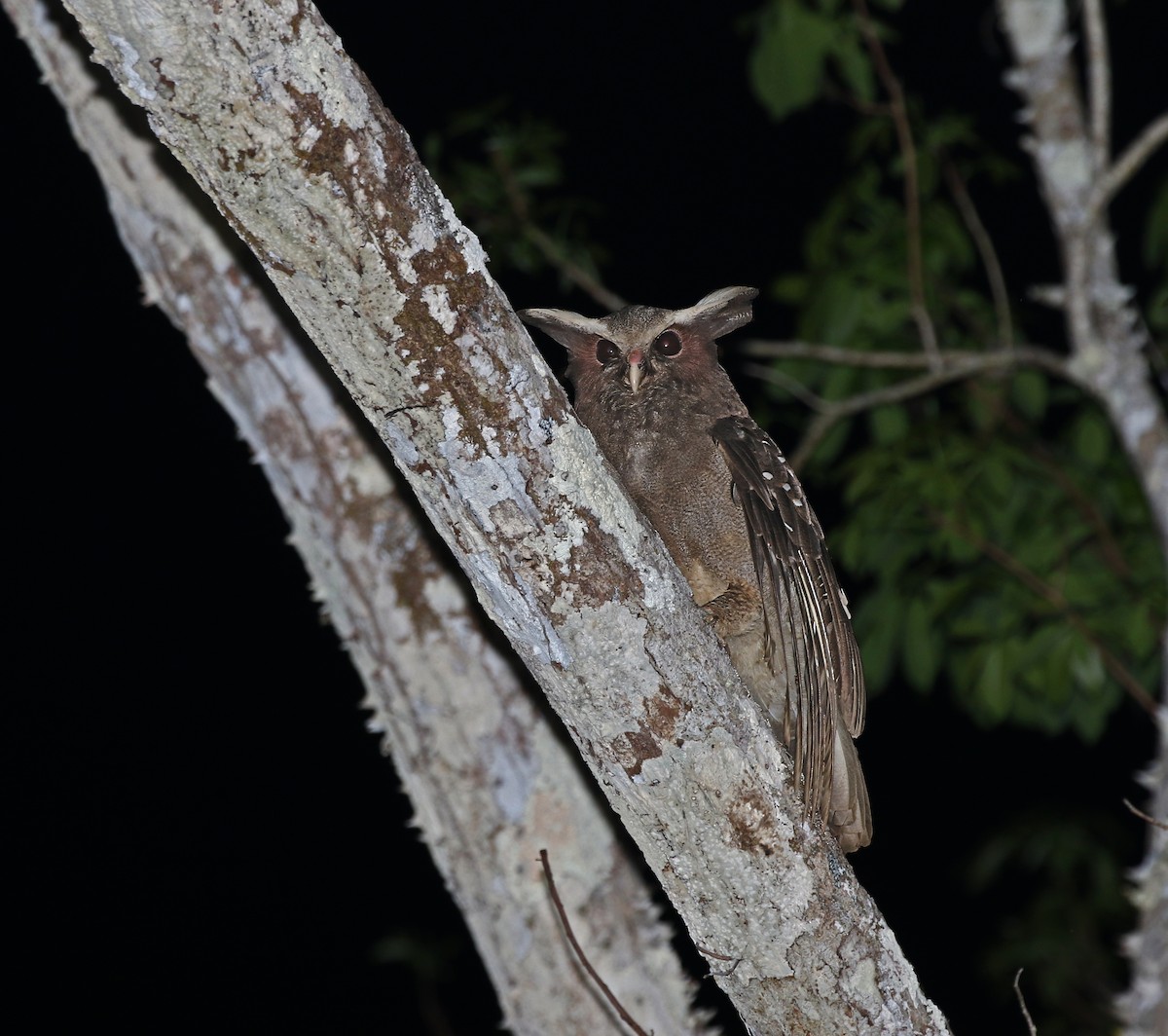 Crested Owl - ML619146317