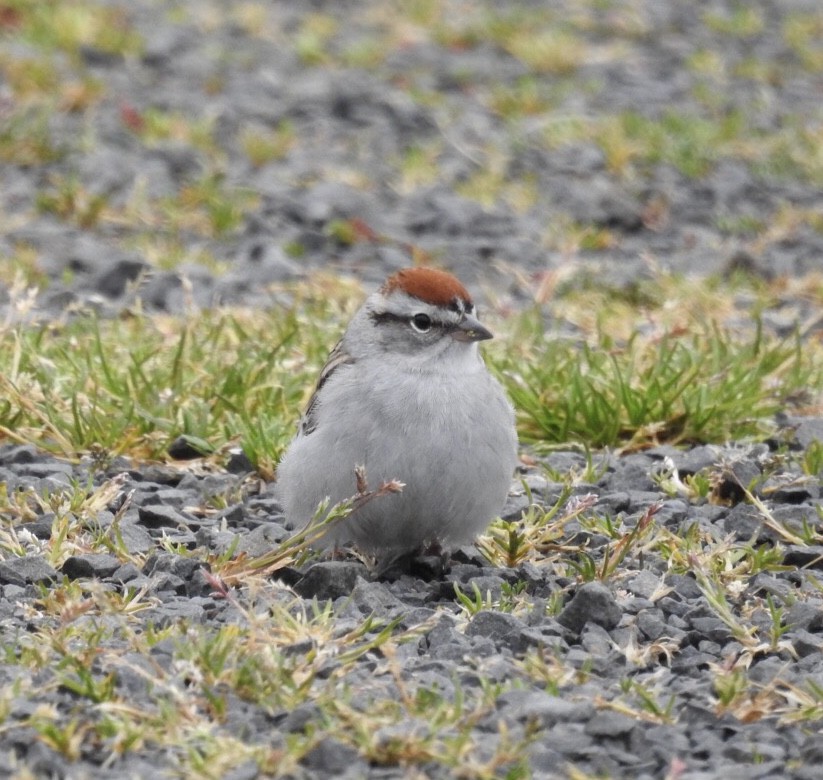 Chipping Sparrow - ML619146380