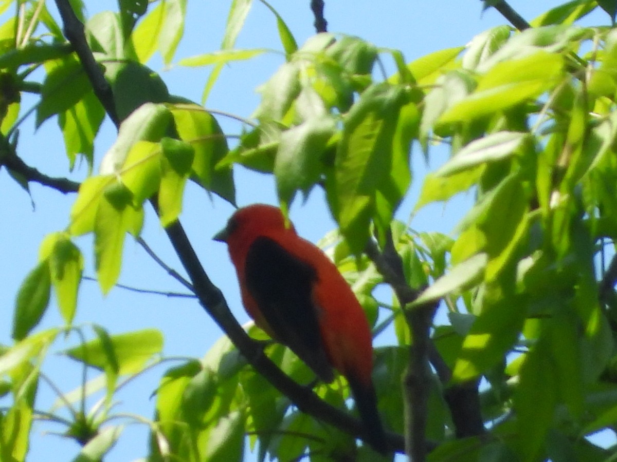 Scarlet Tanager - ML619146396