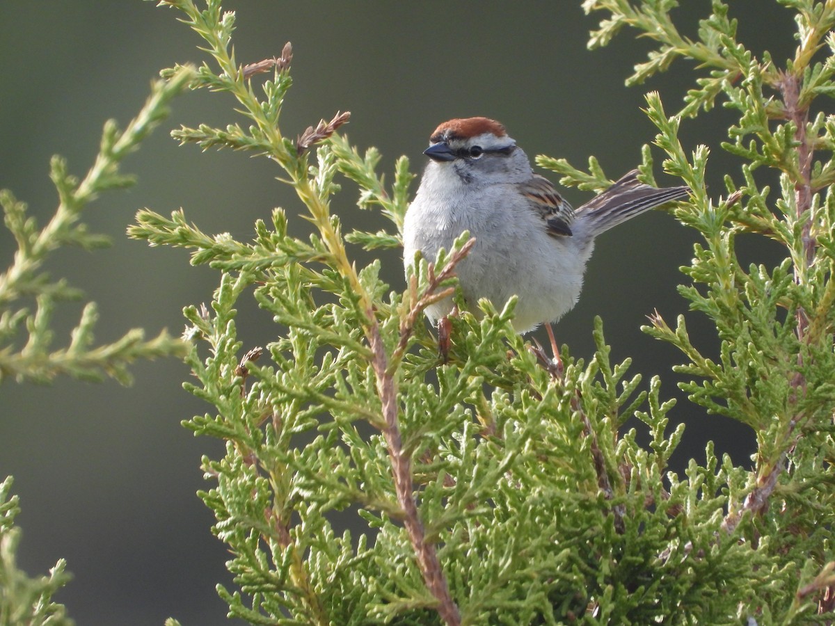 Chipping Sparrow - ML619146525