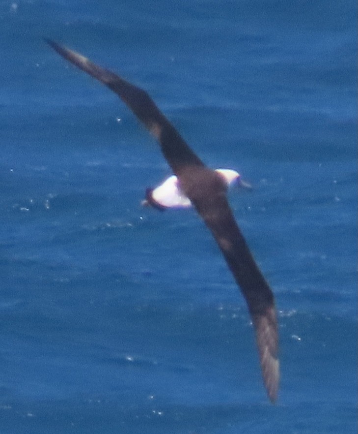 Laysan Albatross - ML619146538
