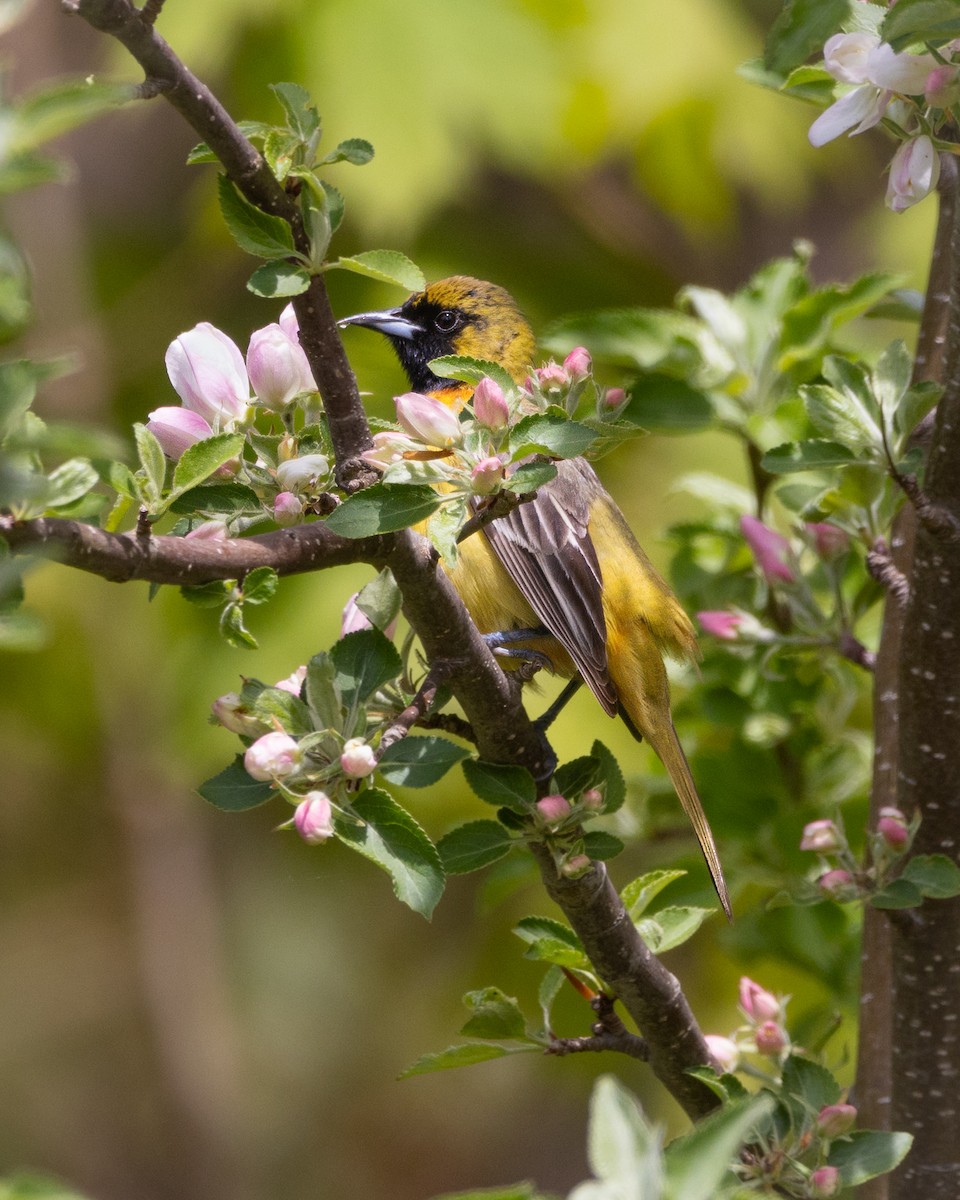 Orchard Oriole - ML619146575