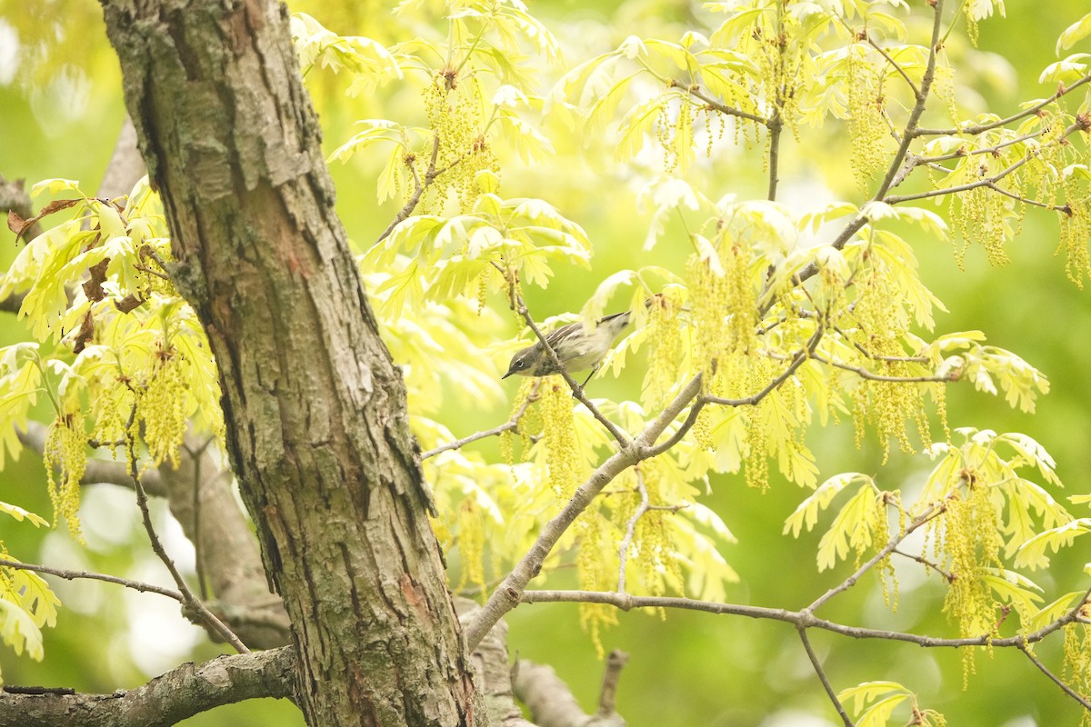 Yellow-rumped Warbler (Myrtle) - ML619146576