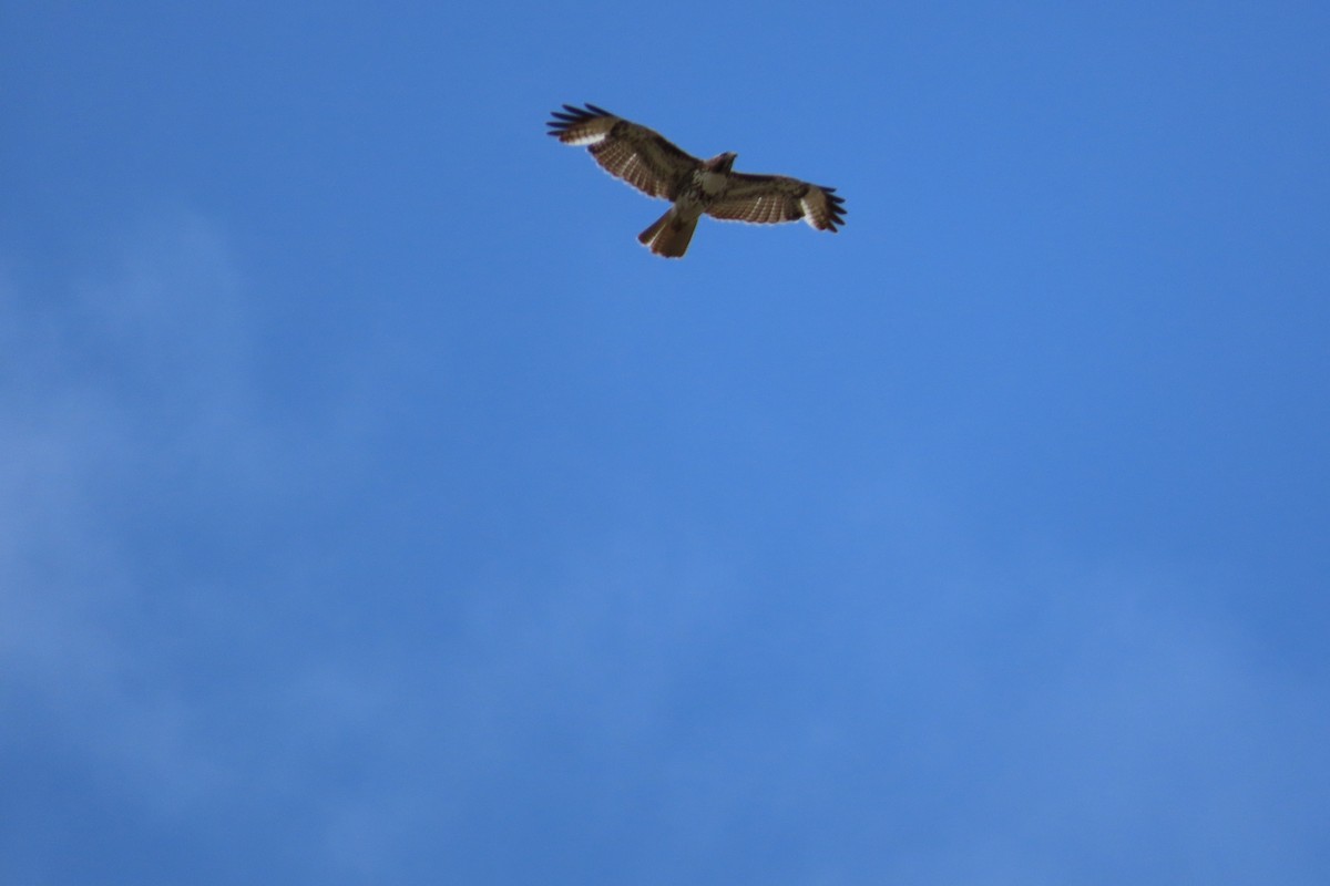 Red-tailed Hawk - ML619146579