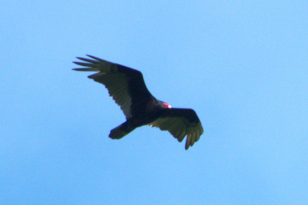 Turkey Vulture - ML619146582