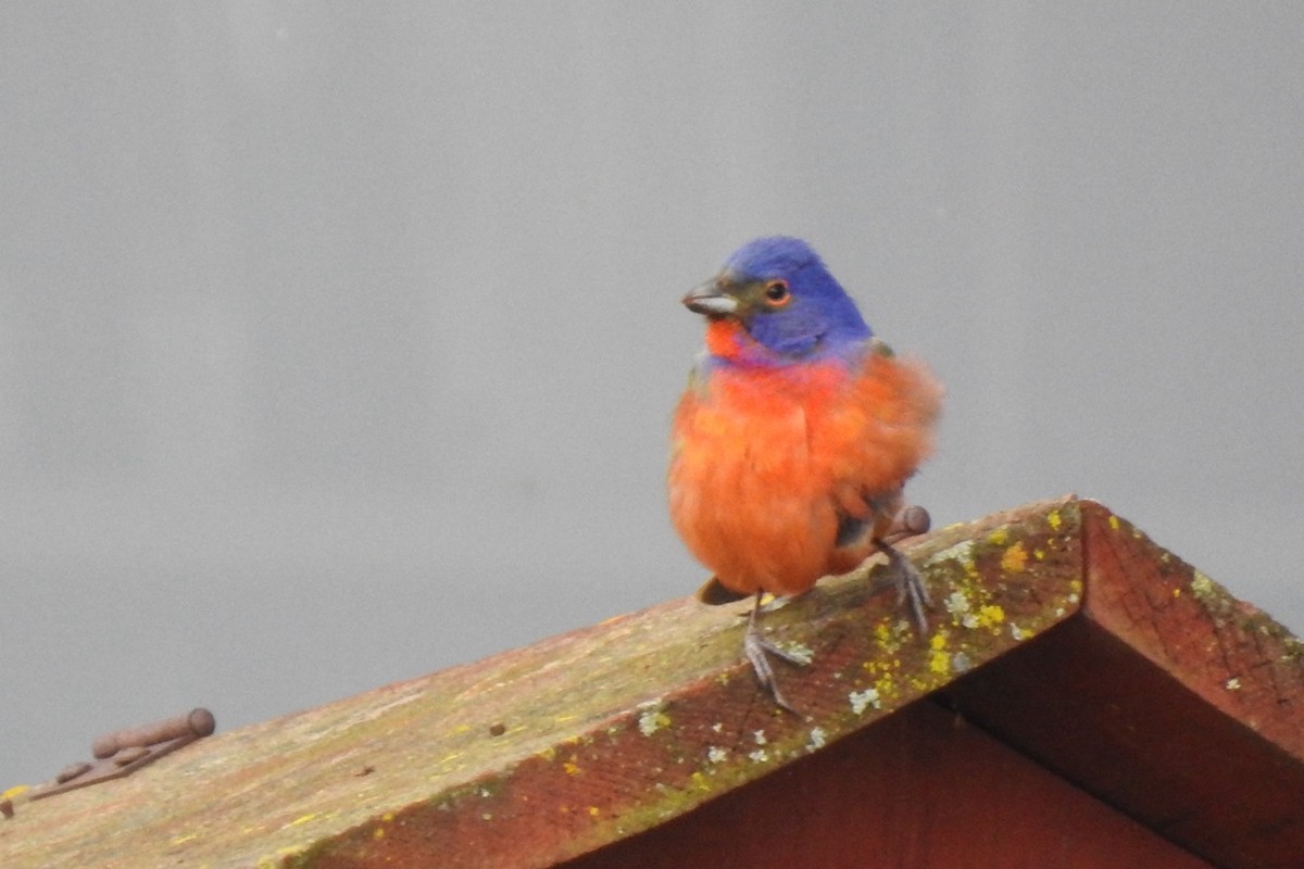Painted Bunting - ML619146606