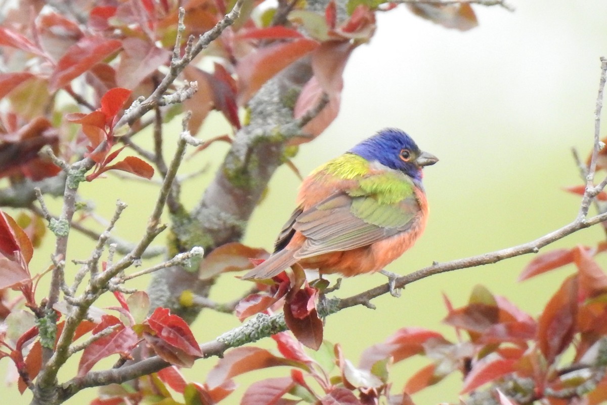 Painted Bunting - ML619146607