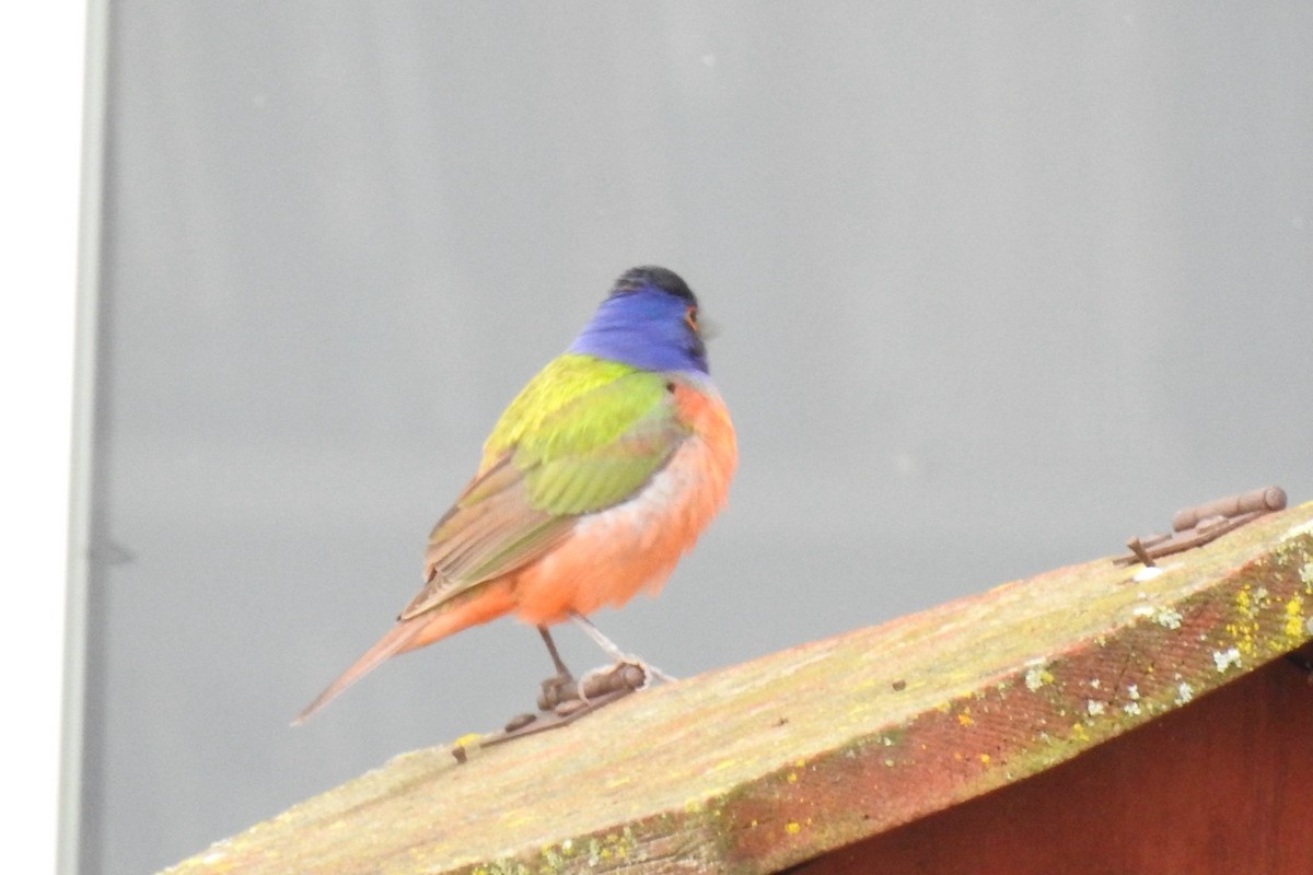 Painted Bunting - ML619146608