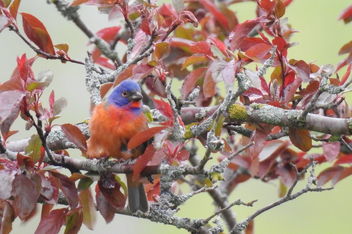 Painted Bunting - ML619146609