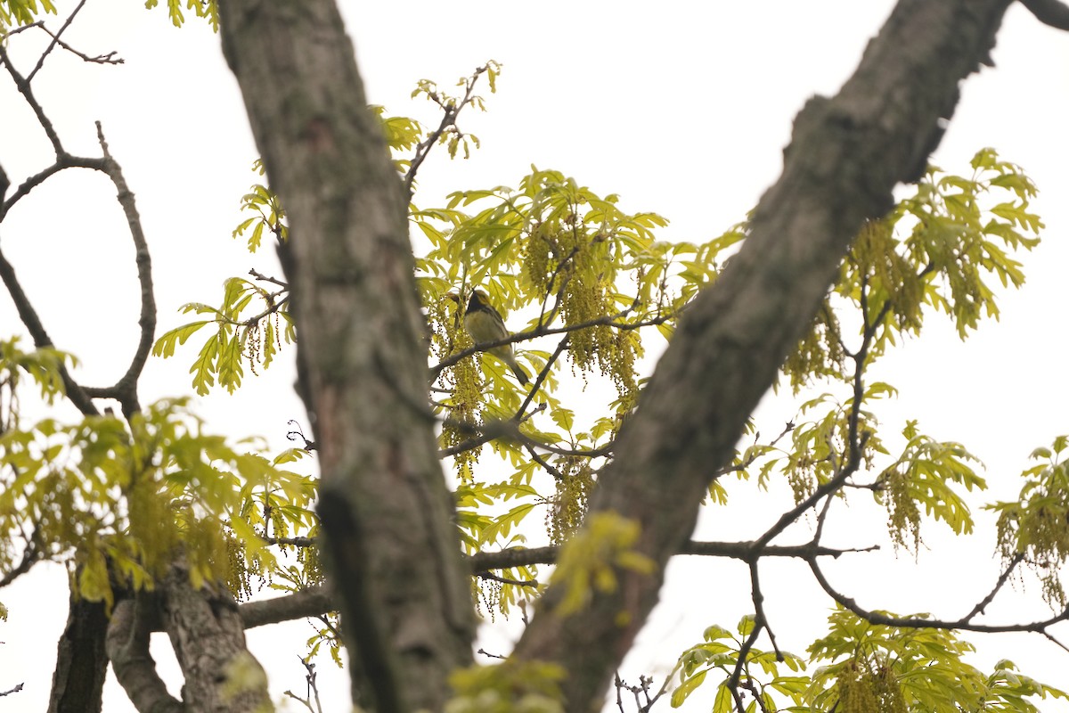 Black-throated Green Warbler - ML619146613