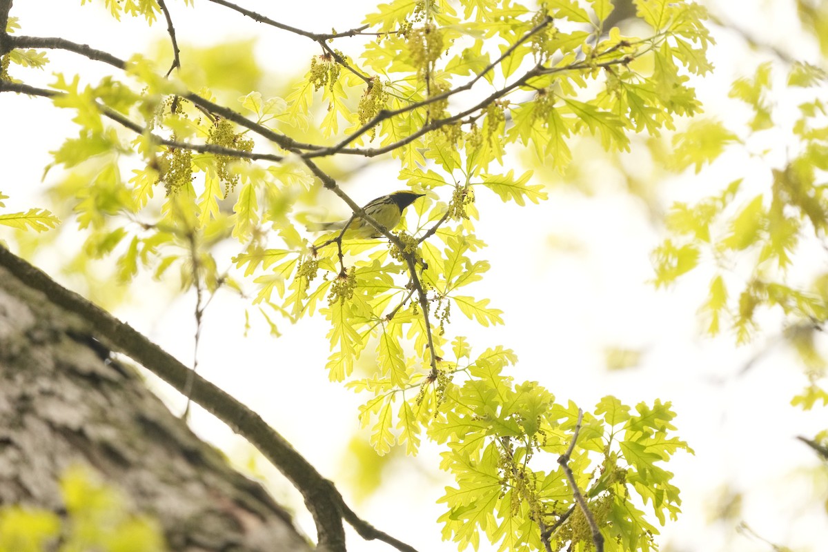 Black-throated Green Warbler - ML619146614