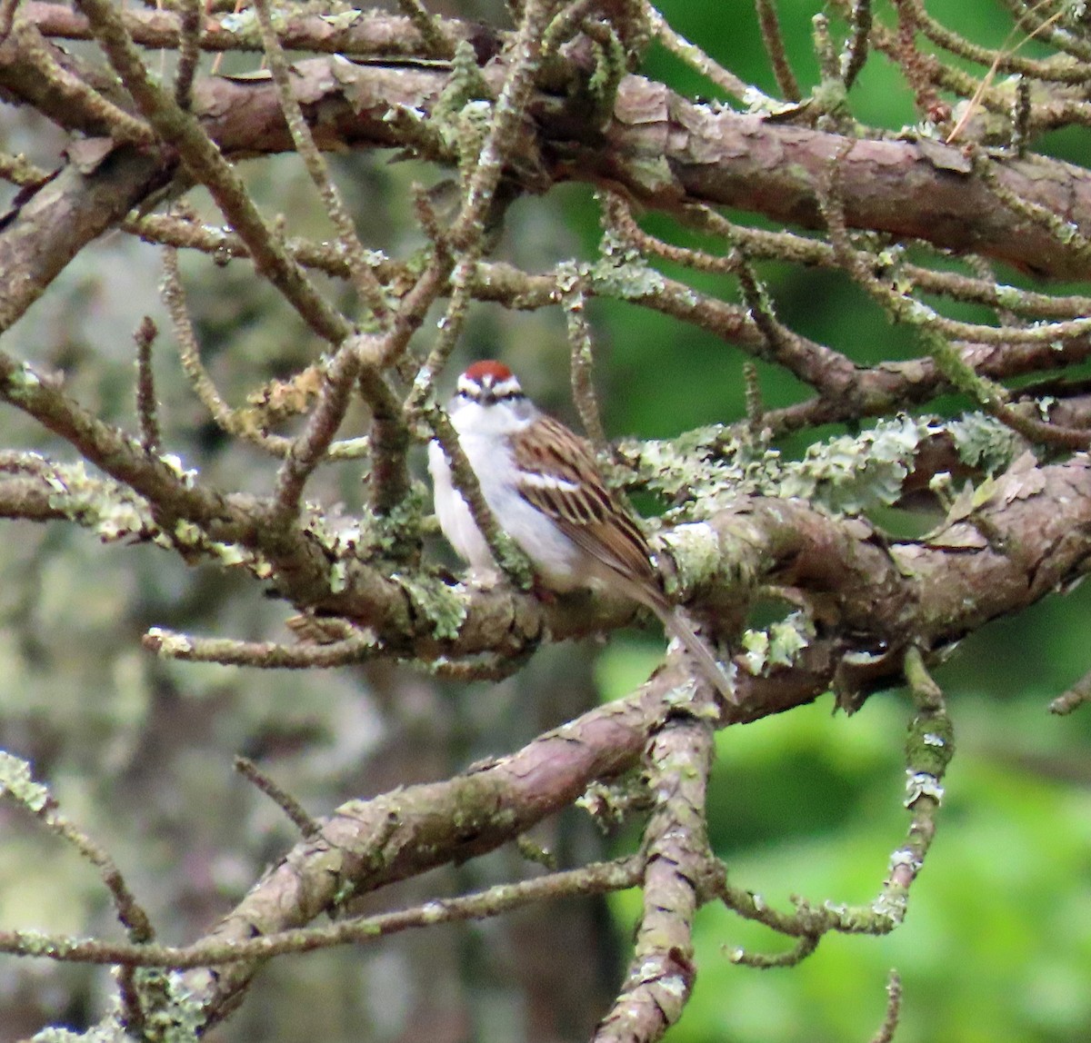 Chipping Sparrow - ML619146629
