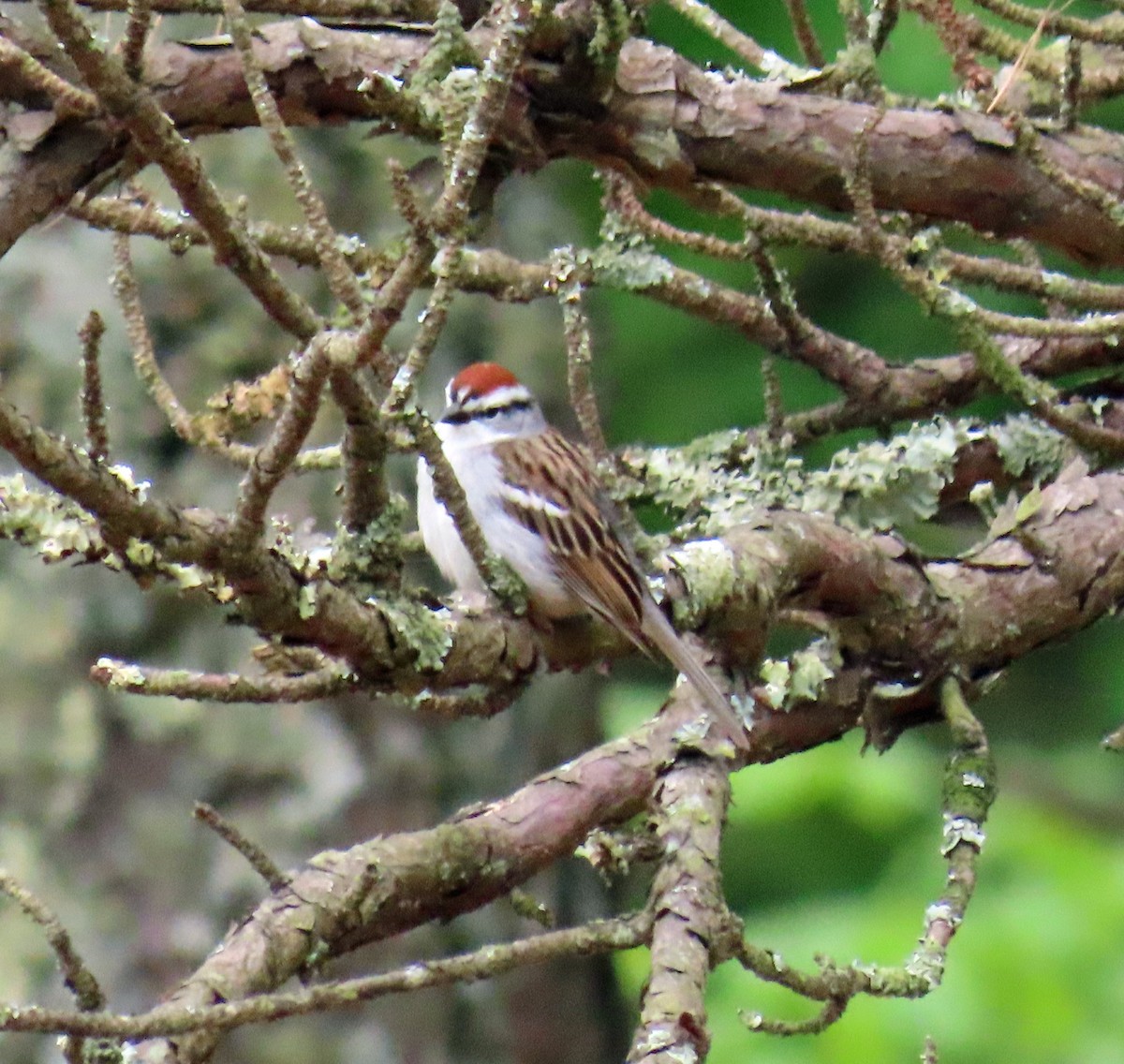 Chipping Sparrow - ML619146630