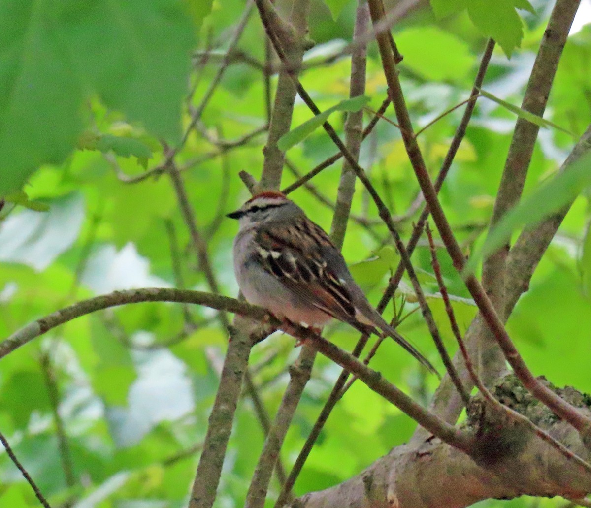 Chipping Sparrow - ML619146632