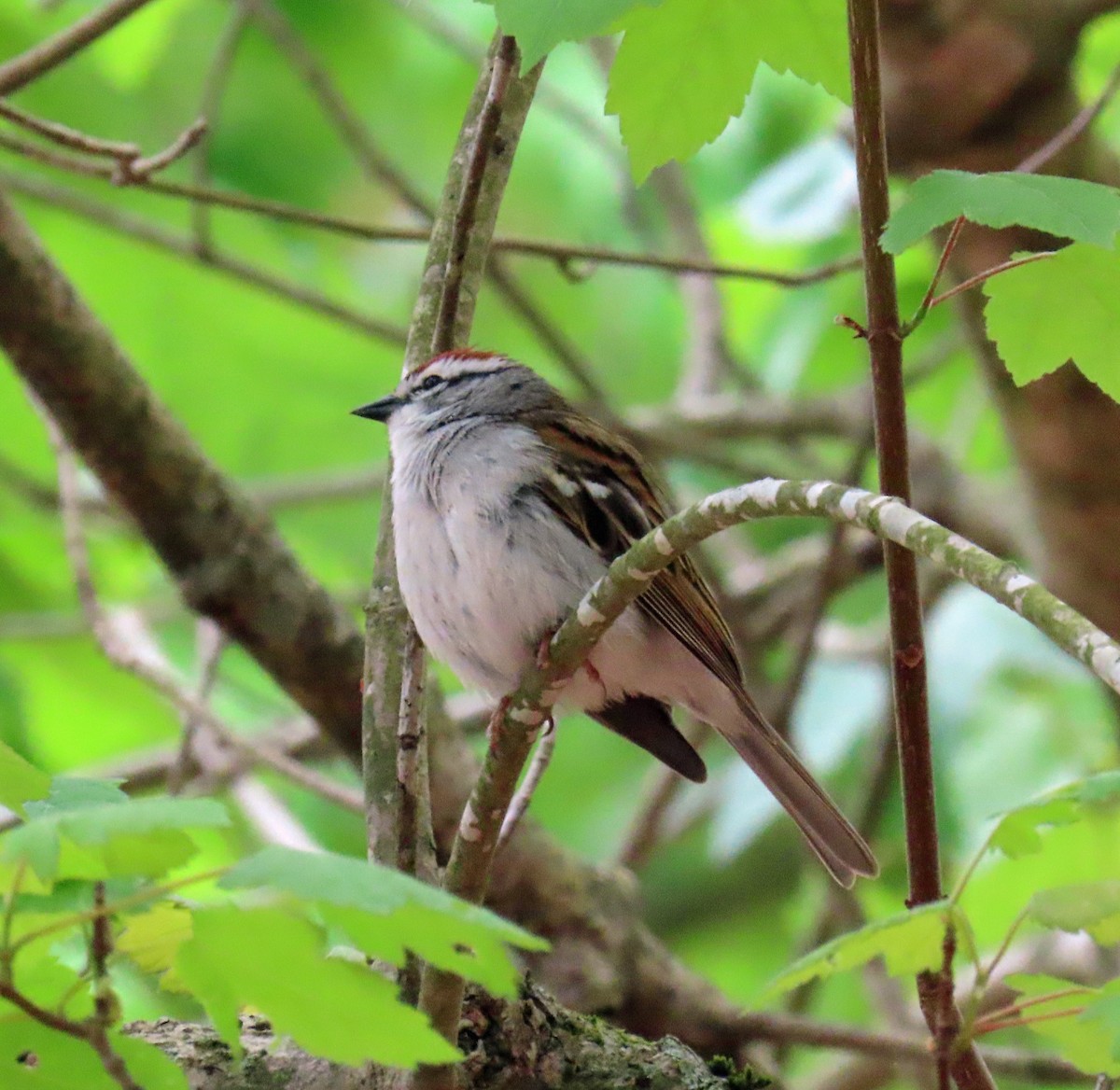 Chipping Sparrow - ML619146633