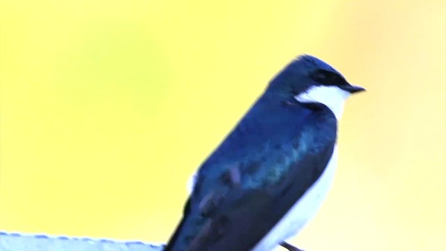 Tree Swallow - ML619146650