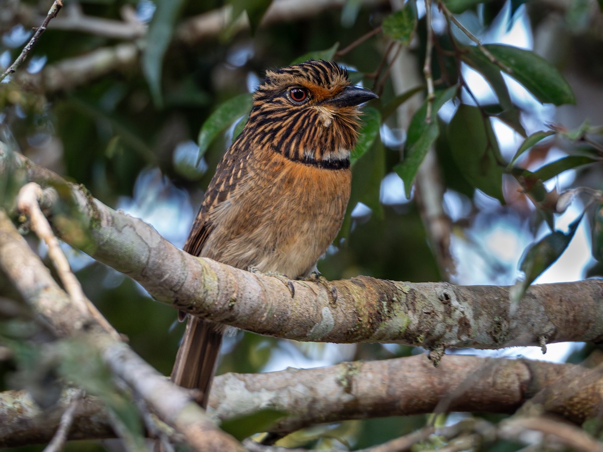 Crescent-chested Puffbird (Greater) - ML619146689