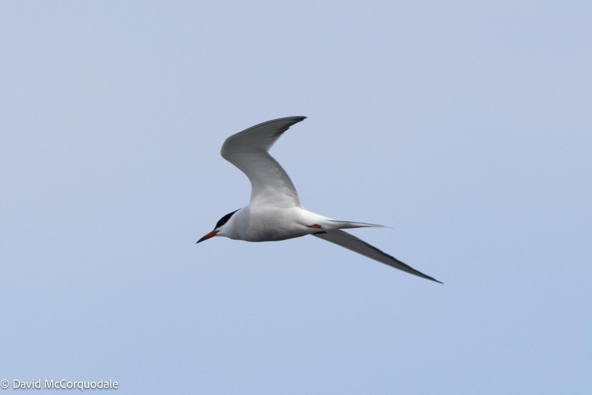 Common Tern - ML619146778