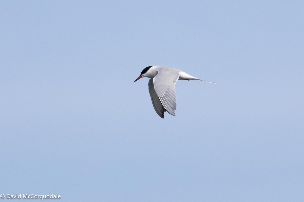 Common Tern - ML619146779