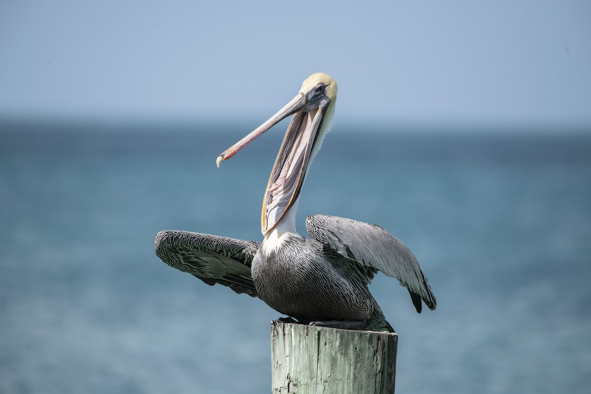 pelikán hnědý - ML619146786