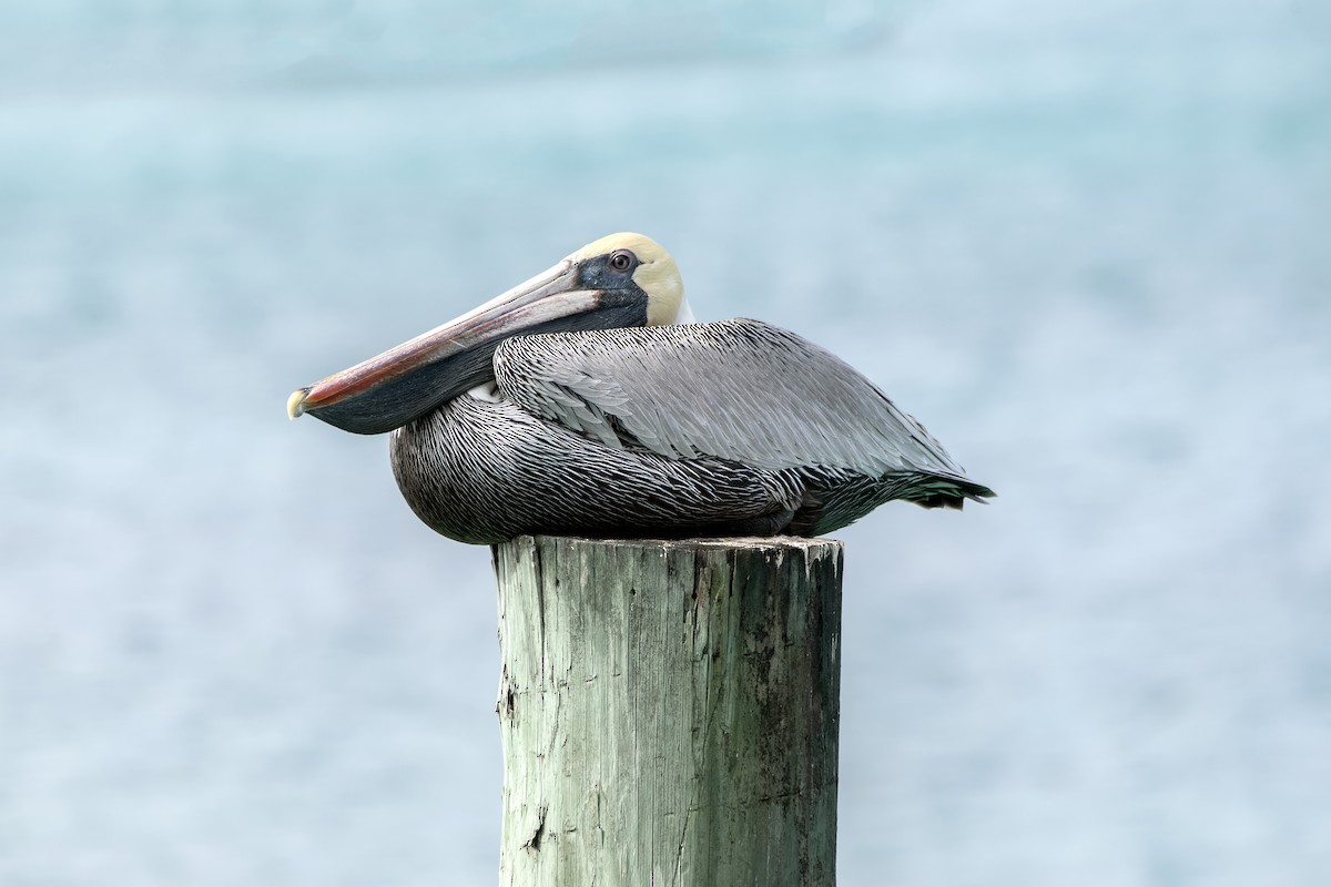 pelikán hnědý - ML619146788