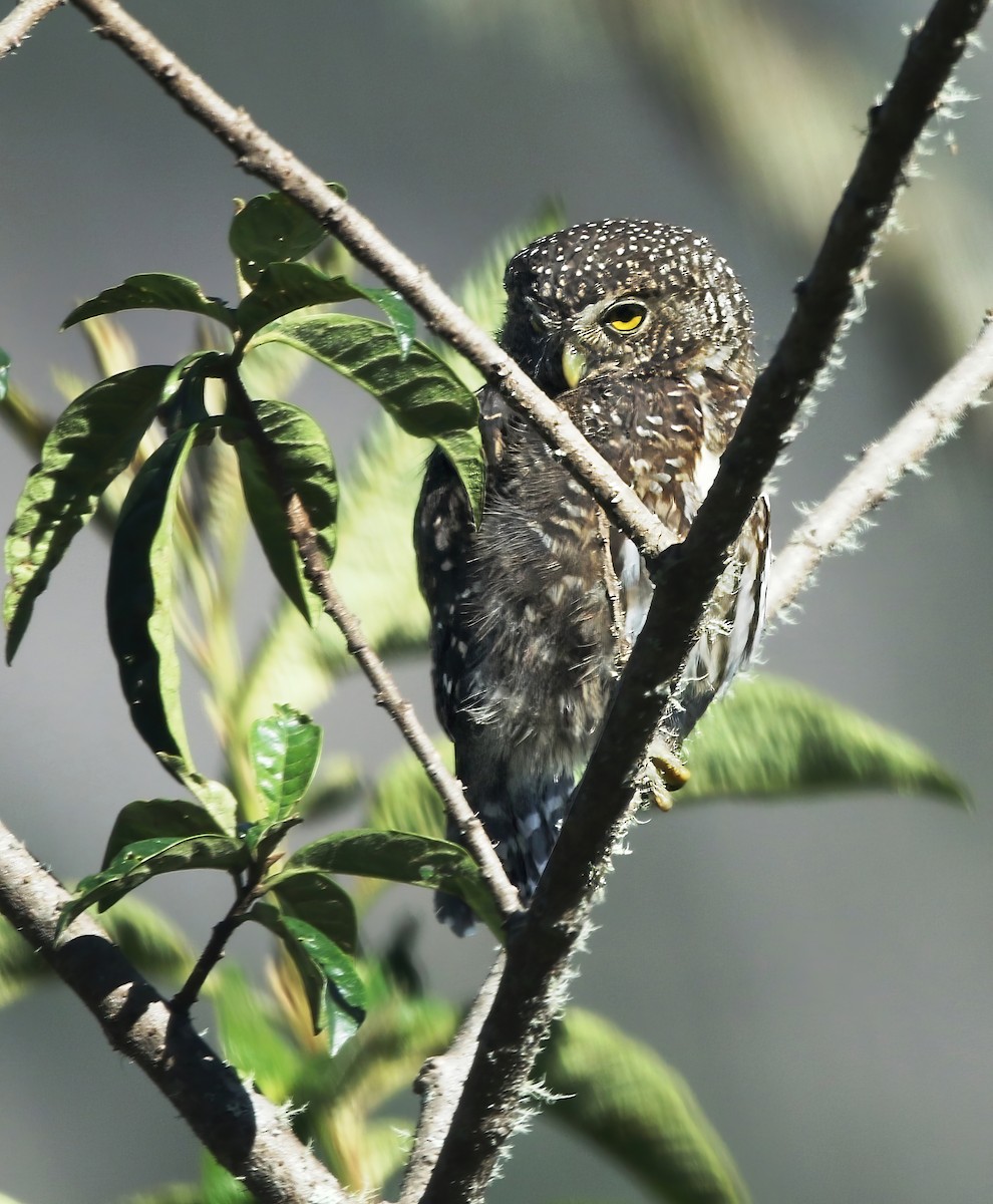 Yungas Pygmy-Owl - ML619146820