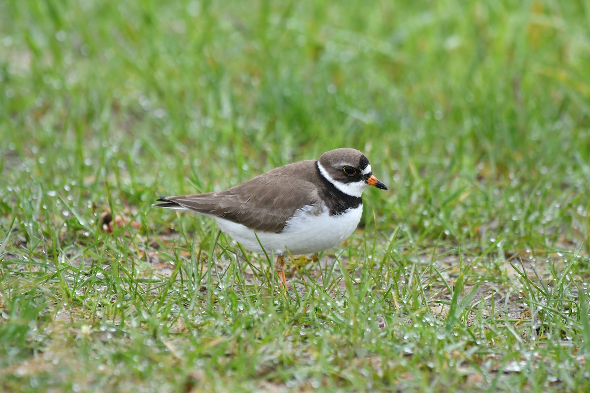 Semipalmated Plover - ML619146862
