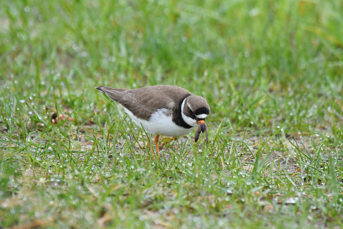 Semipalmated Plover - ML619146863
