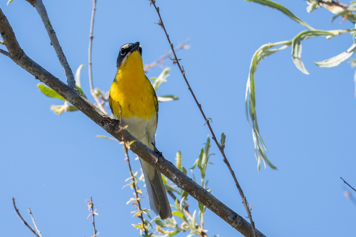 Yellow-breasted Chat - ML619146864
