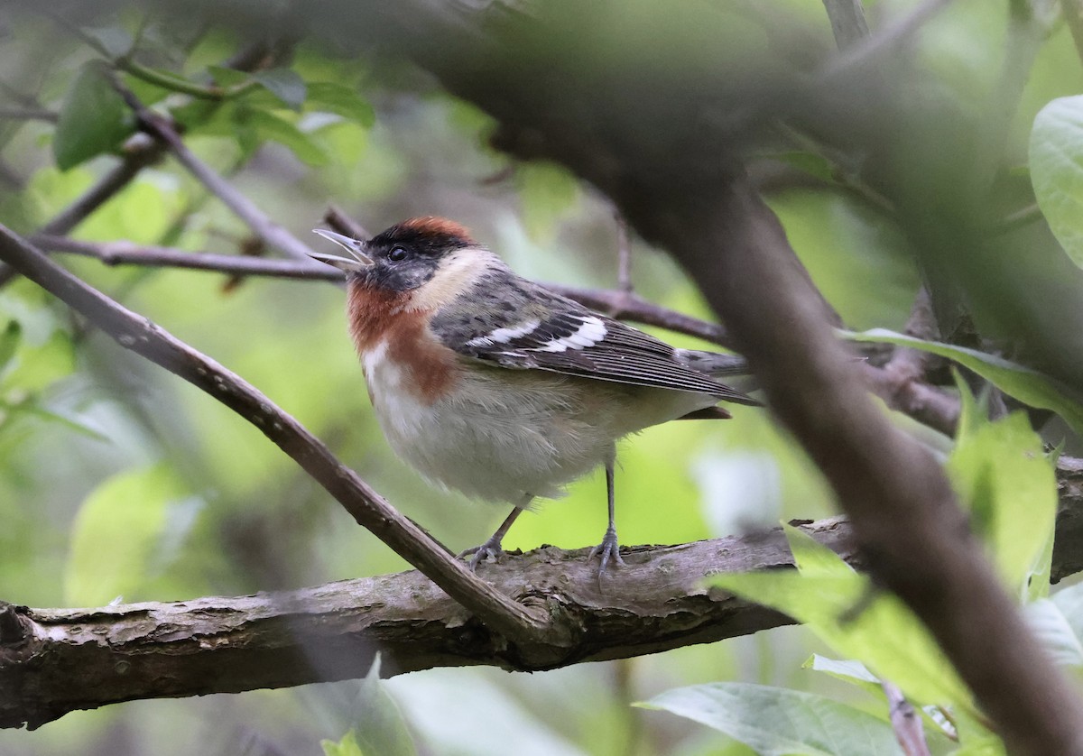 Bay-breasted Warbler - ML619146874