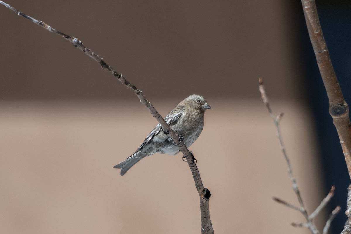 Brown-capped Rosy-Finch - ML619146897