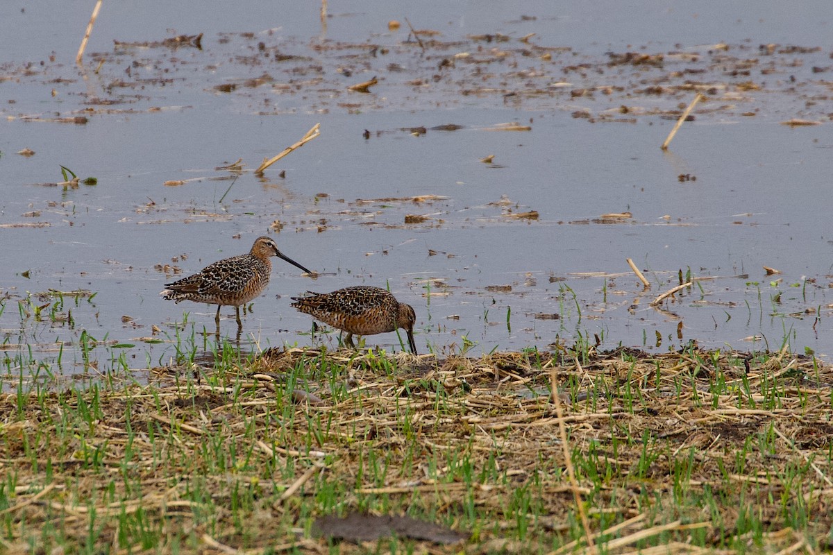 Long-billed Dowitcher - ML619146920