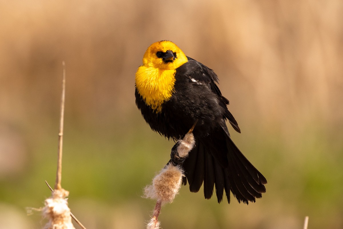 Yellow-headed Blackbird - ML619146981