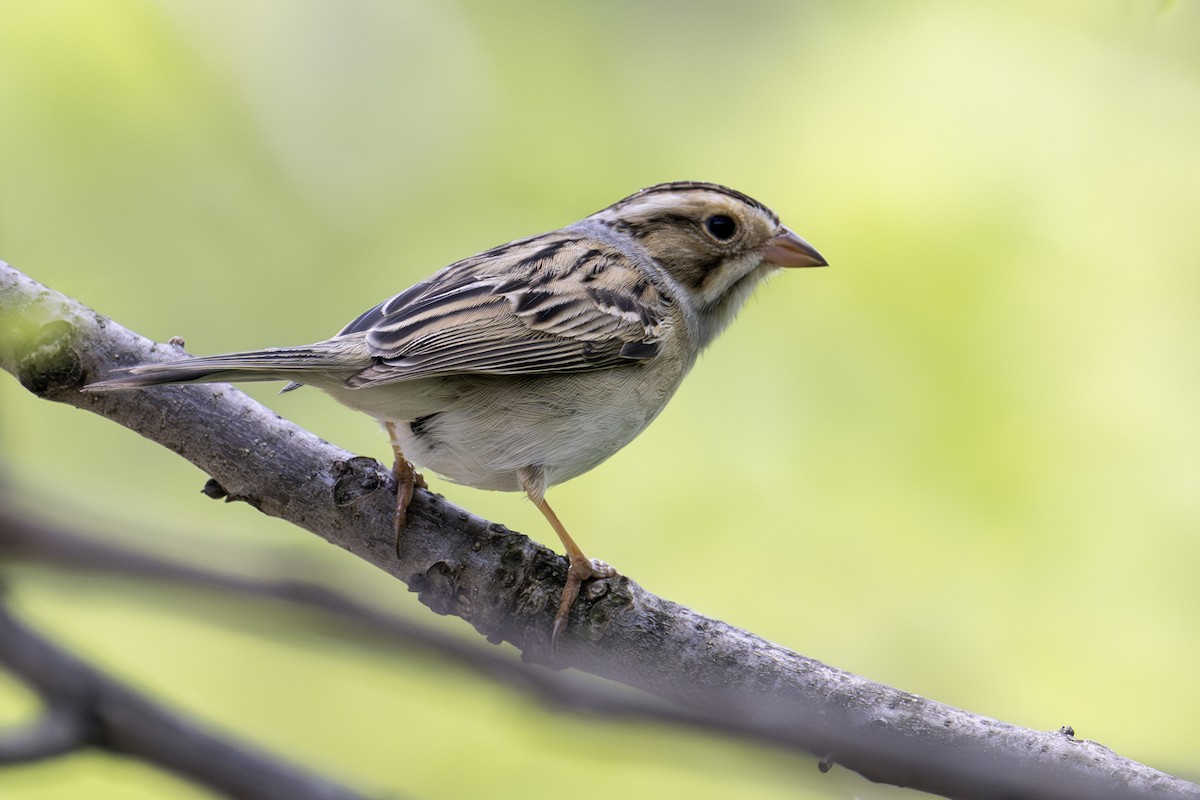 Clay-colored Sparrow - ML619146985